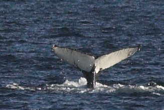 Diving Whale --(Megaptera novaeangliae) (24579 bytes)