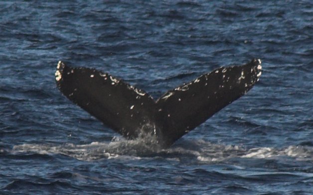 Diving Whale --(Megaptera novaeangliae) (54500 bytes)