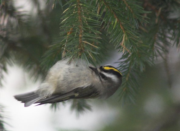 Golden-crowned Kinglet --(Regulus satrapa) (42303 bytes)