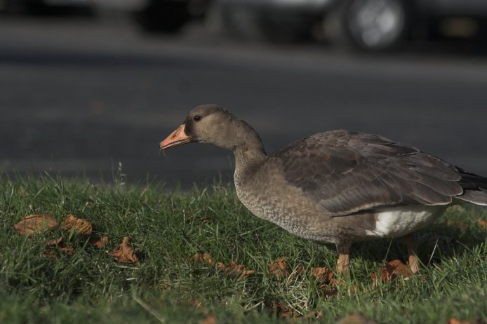 Juvenile Greater White-fronted Goose --(Anser albifrons) (56563 bytes)