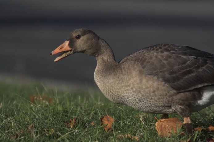 Juvenile Greater White-fronted Goose --(Anser albifrons) (51507 bytes)