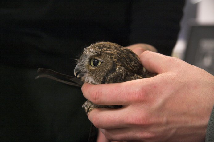 Owl in the Hand --(Otus kennecottii) (43978 bytes)