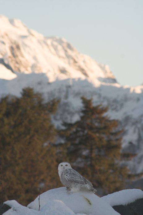 Snowy Owl --(Nyctea scandiaca) (37087 bytes)