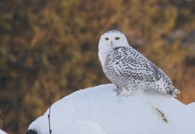 Snowy Owl --(Nyctea scandiaca) (45061 bytes)