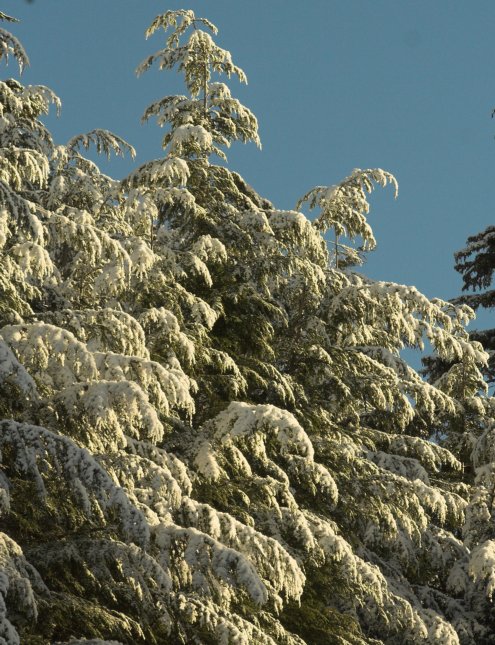 Snow Covered Trees --(Tsuga heterophylla) (116752 bytes)