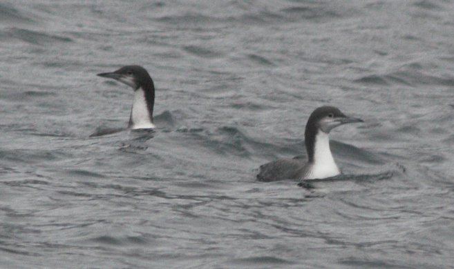 Pacific Loons --(Gavia pacifica) (47653 bytes)