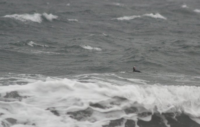 Surf Scoter in Surf --(Melanitta perspicillata) (46139 bytes)