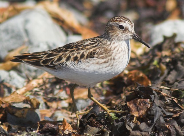 Least Sandpiper --(Calidris minutilla) (70838 bytes)