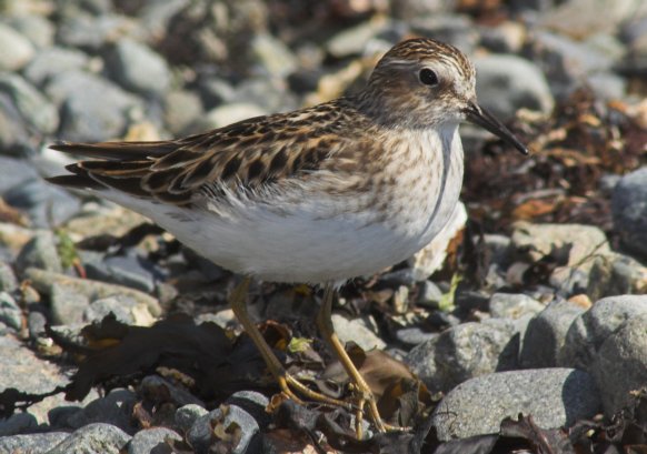 Least Sandpiper --(Calidris minutilla) (60163 bytes)