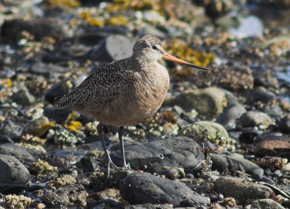 Marbled Godwit --(Limosa fedoa) (68956 bytes)