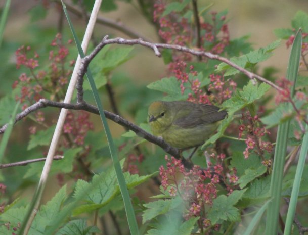 Orange-crowned Warbler --(Vermivora celata) (55112 bytes)