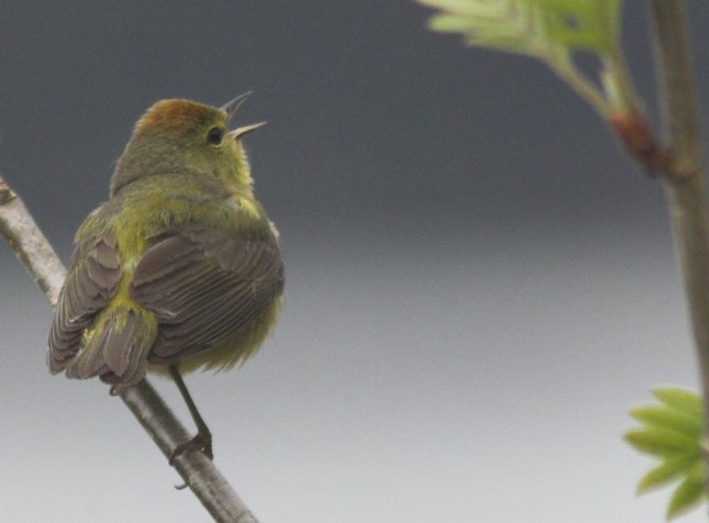 Orange-crowned Warbler --(Vermivora celata) (37051 bytes)