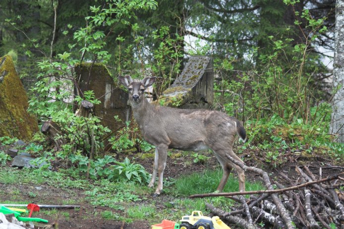 Sitka Black-tailed Deer --(Odocoileus hemionus sitkensis) (126581 bytes)