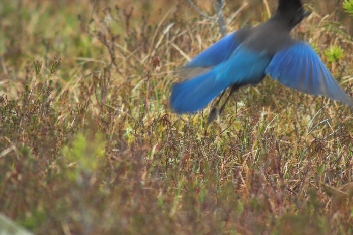 Steller's Jay --(Cyanocitta stelleri) (78370 bytes)