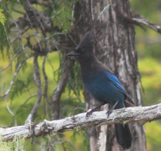 Steller's Jay --(Cyanocitta stelleri) (52341 bytes)