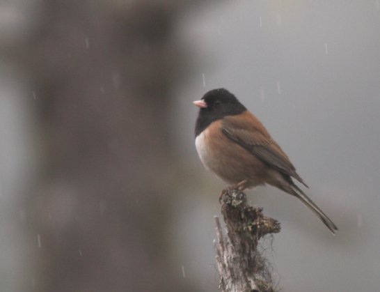 Dark-eyed Junco --(Junco hyemalis) (22365 bytes)