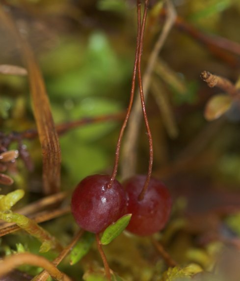 Cranberries --(Vaccinium ocycoccos) (36274 bytes)