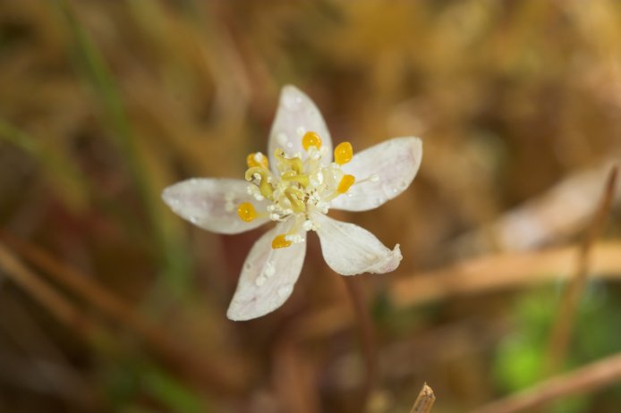 Three-leaf Goldthread Flower --(Coptis trifolia) (33190 bytes)