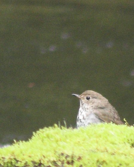 Hermit Thrush --(Catharus guttatus) (43878 bytes)