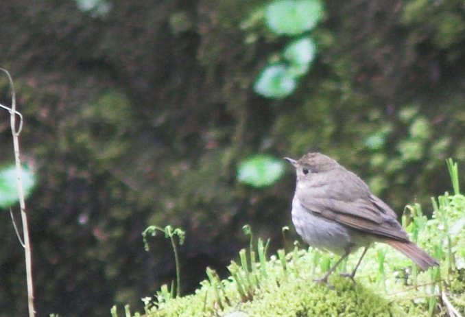 Hermit Thrush --(Catharus guttatus) (60019 bytes)