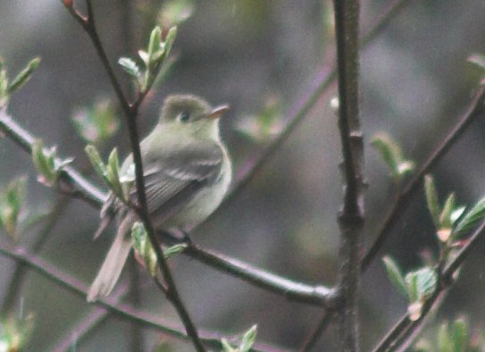 Pacific Slope Flycatcher --(Empidonax difficilis) (40865 bytes)