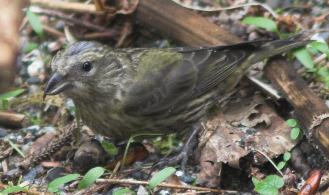 Red Crossbill --(Loxia curvirostra) (63927 bytes)