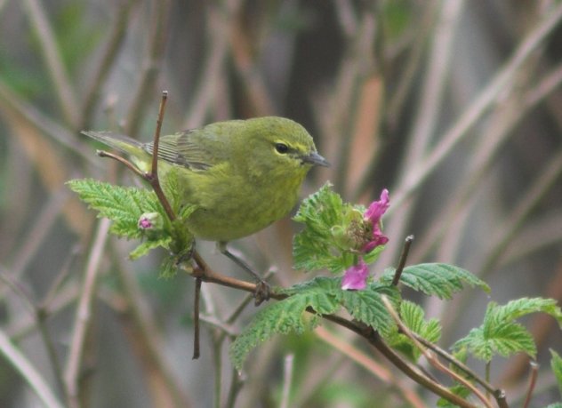 Orange-crowned Warbler --(Vermivora celata) (48430 bytes)