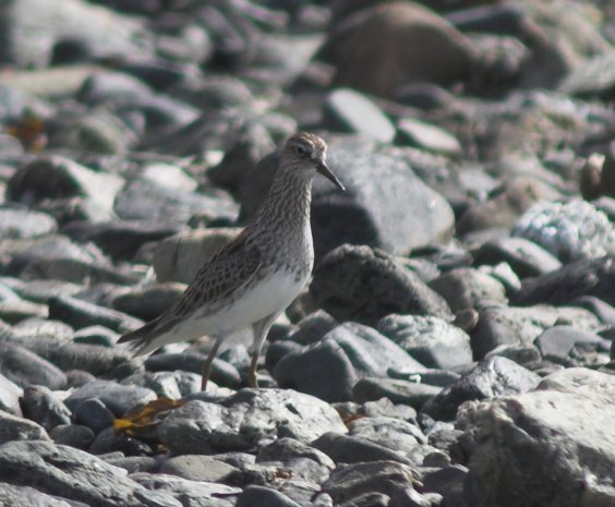 Pectoral Sandpiper --(Calidris melanotos) (60485 bytes)