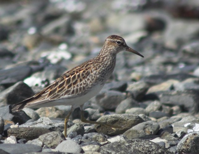 Pectoral Sandpiper --(Calidris melanotos) (63971 bytes)