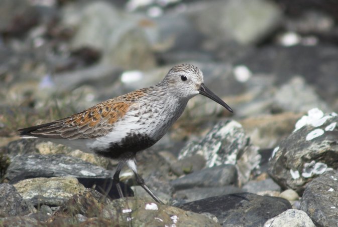 Dunlin --(Calidris alpina) (59766 bytes)