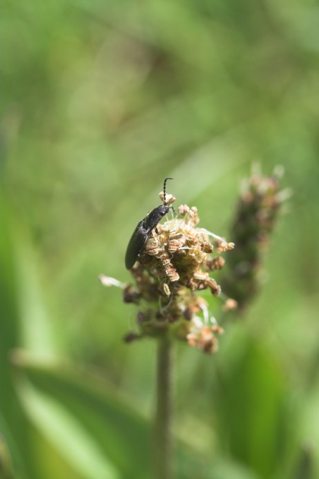 Click Beetle (32757 bytes)