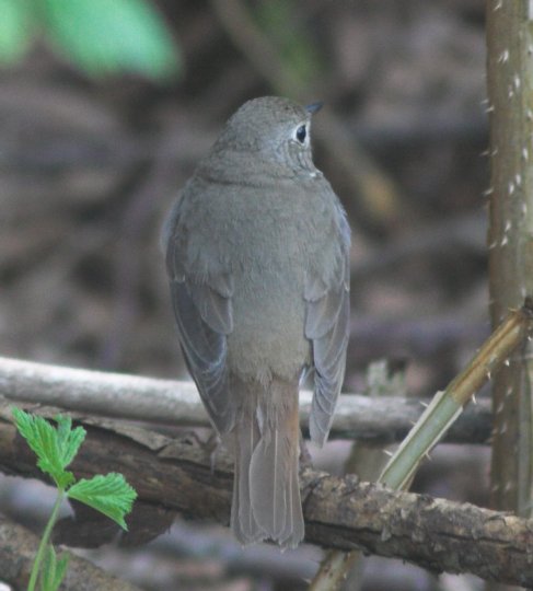 Hermit Thrush --(Catharus guttatus) (42005 bytes)