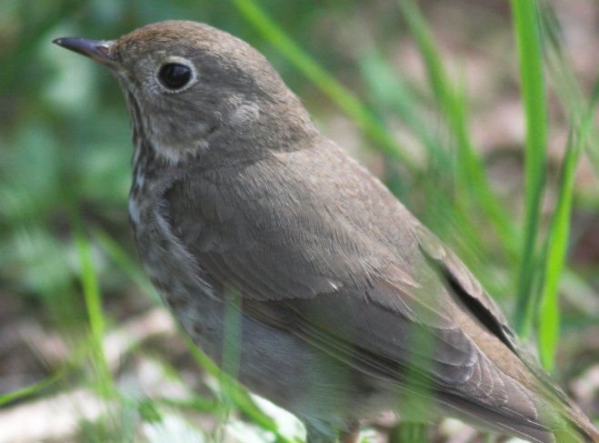 Hermit Thrush --(Catharus guttatus) (54009 bytes)