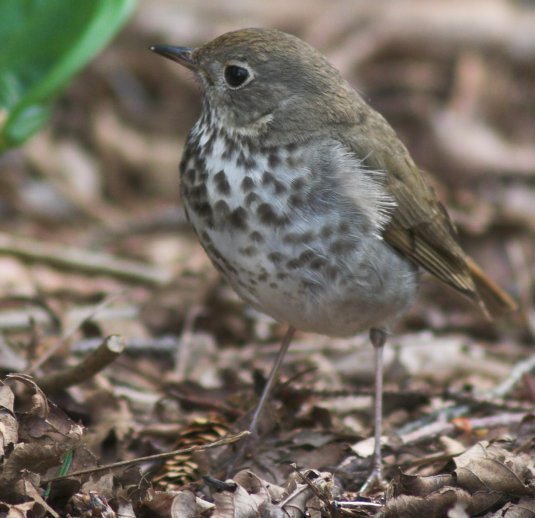 Hermit Thrush --(Catharus guttatus) (56109 bytes)