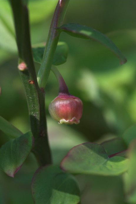 Red Huckleberry Flower --(Vaccinium parvifolium) (31751 bytes)