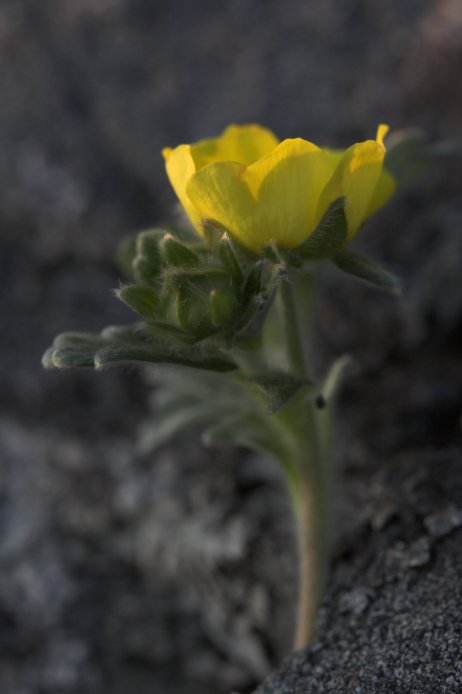 Villous Cinquefoil --(Potentilla villosa) (34474 bytes)