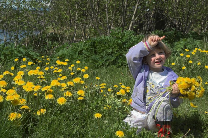 Rowan with Dandelions (119138 bytes)