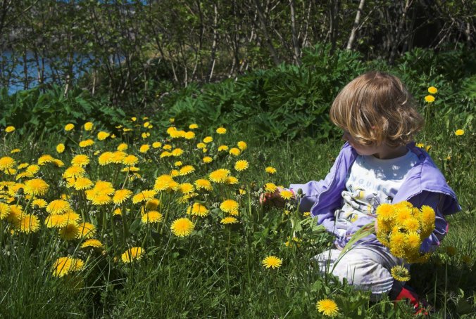 Rowan Picking Dandelions (117063 bytes)