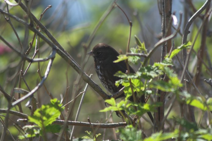 Fox Sparrow --(Passerella iliaca) (64035 bytes)