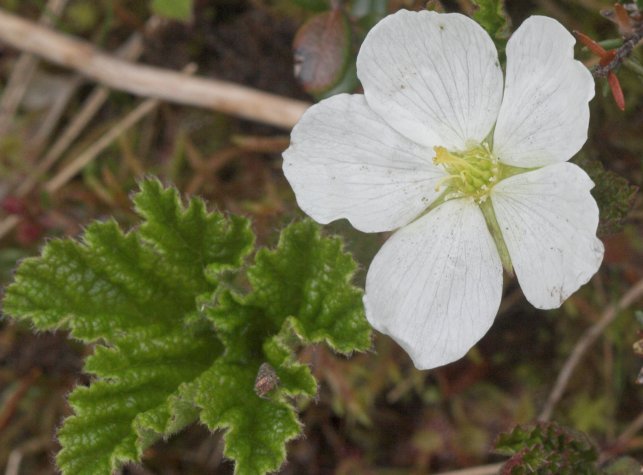 Cloudberry Flower --(Rubus chamaemorus) (56349 bytes)