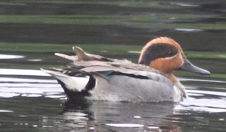 Green-winged Teal --(Anas crecca) (31152 bytes)