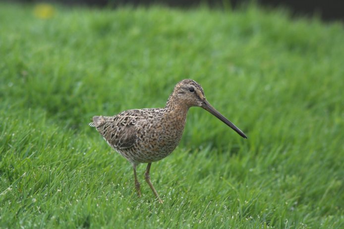 Short-billed Dowitcher --(Limnodromus griseus) (58037 bytes)