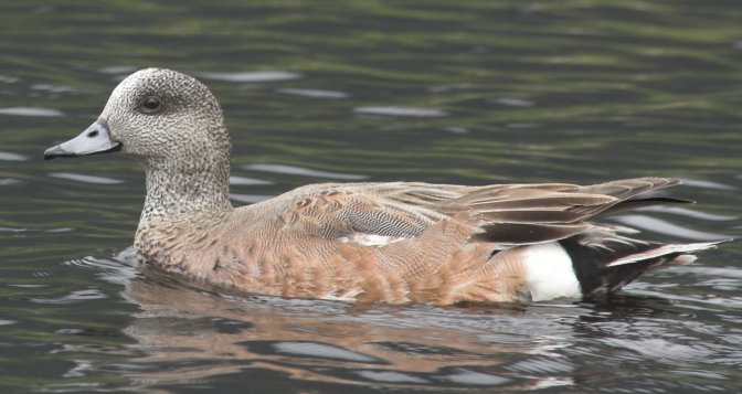 American Wigeon --(Anas americana) (52121 bytes)