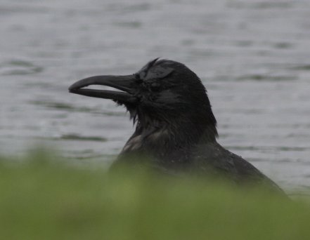 Crow with Deformed Beak --(Corvus caurinus) (18534 bytes)