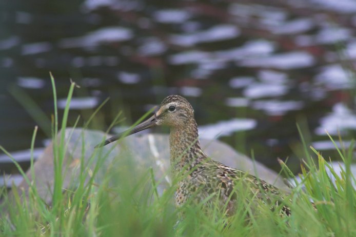 Short-billed Dowitcher --(Limnodromus griseus) (49832 bytes)