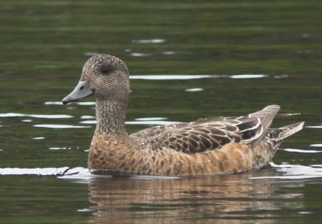 American Wigeon --(Anas americana) (51397 bytes)