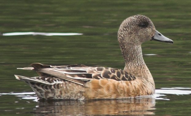 American Wigeon --(Anas americana) (47846 bytes)