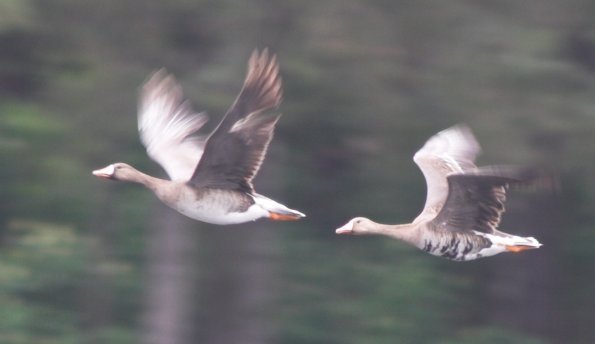 Greater White-fronted Geese --(Anser albifrons) (23316 bytes)