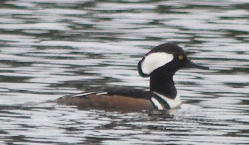 Hooded Merganser --(Lophodytes cucullatus) (41250 bytes)