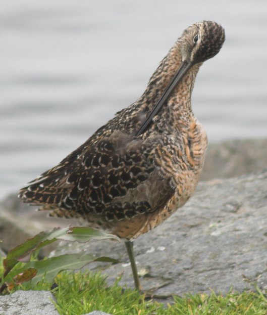 Dowitcher --(Limnodromus sp.) (55728 bytes)